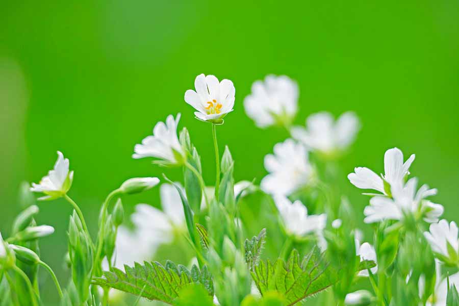Macro foto de flores blancas